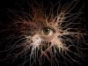Vein Eye Halloween Background Wallpaper
